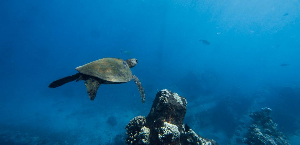 Trattato sugli Oceani, raggiunte le 60 firme per l’entrata in vigore l’Italia assente