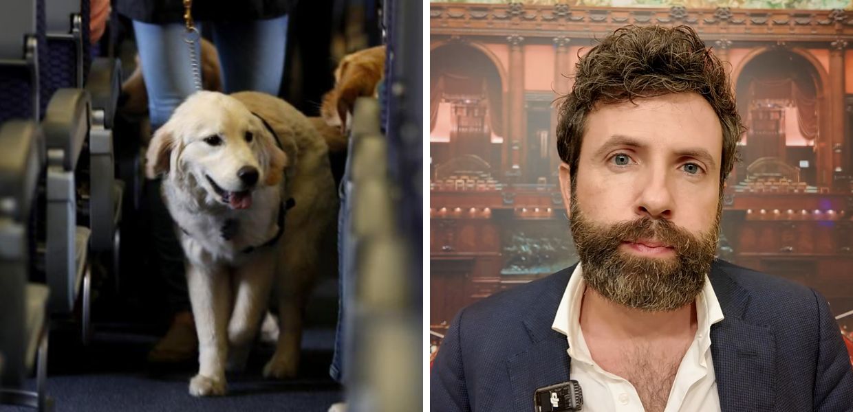 Aerei, Codacons contro i cani in cabina. Dori (AVS): "Occorre solo organizzarsi"