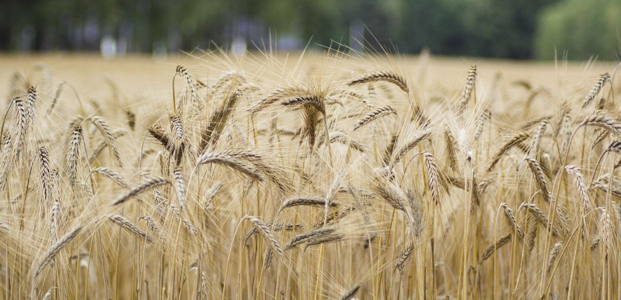 Coldiretti, il Popolo del Grano scende in piazza