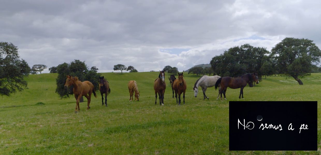 No semus a pe, ecco il documentario che racconta la cultura del cavallo in Sardegna
