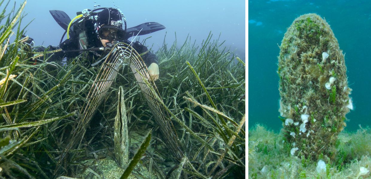 Pinna nobilis, arriva il documentario "Fermare l'estinzione"