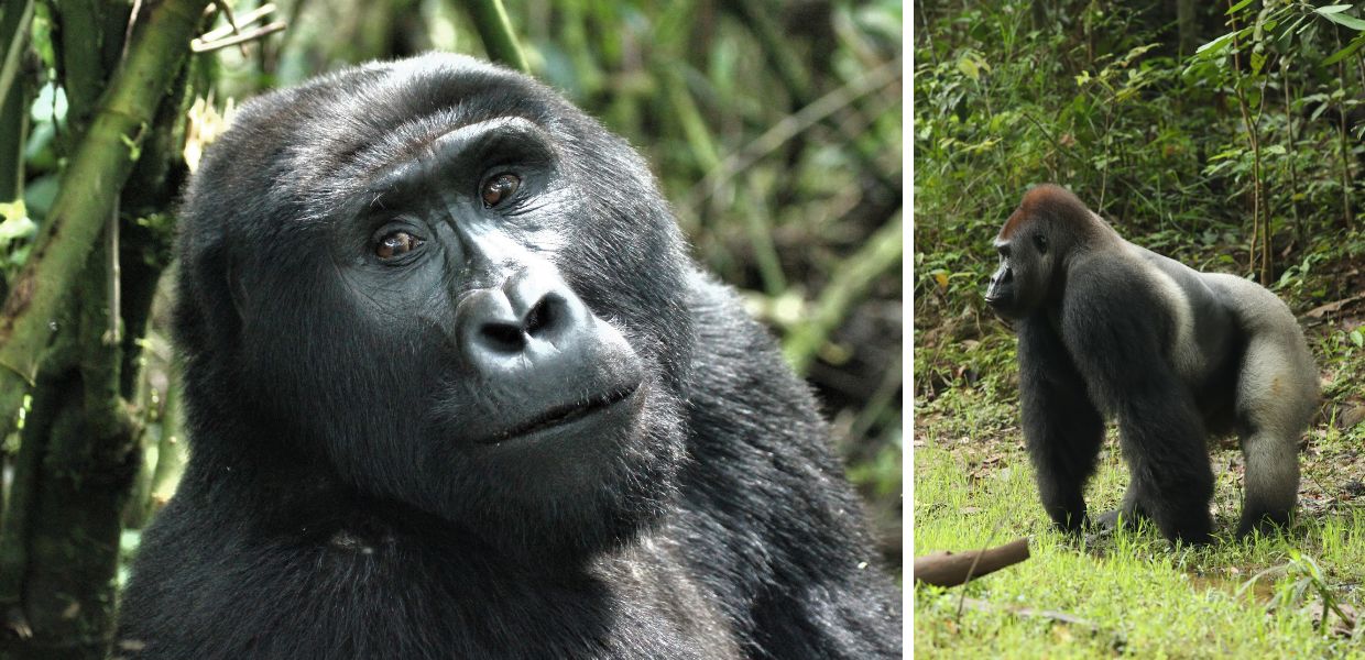 Giornata mondiale del gorilla, ecco perché il gigante dell'Africa è a rischio di estinzione