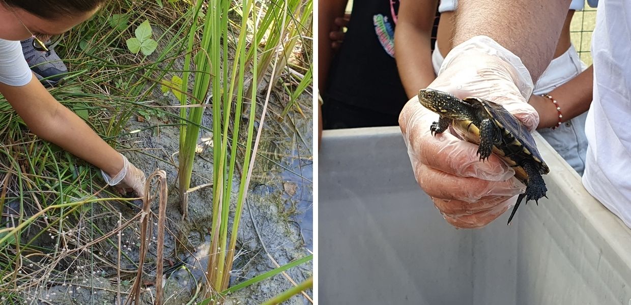Liguria, rilasciate in natura quattro rarissime testuggini palustri | VIDEO