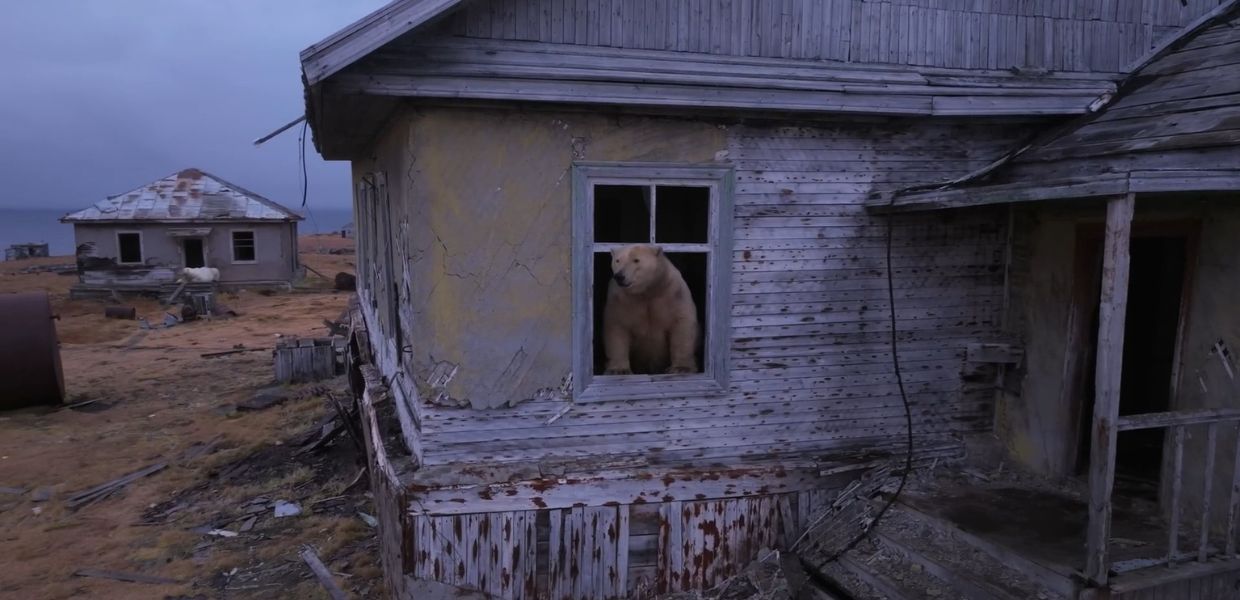 Animali, orsi bianchi occupano stazione di ricerca dell'ex URSS | VIDEO