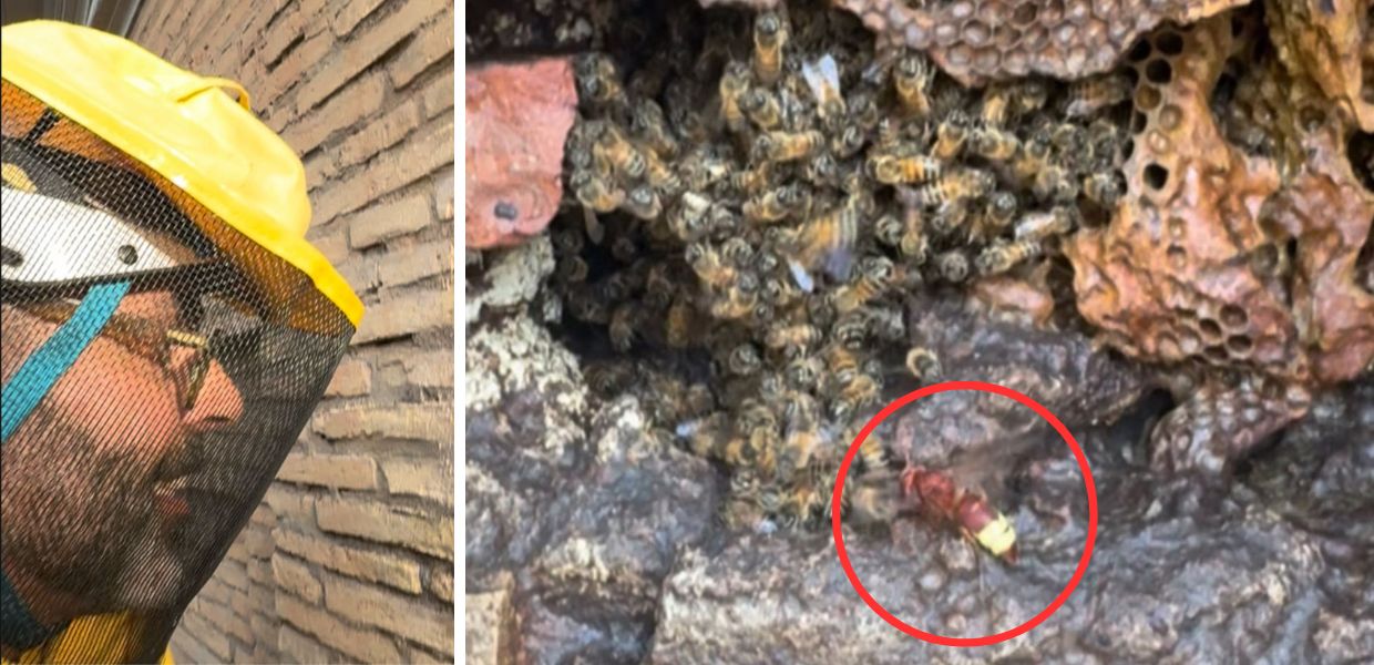 Migliaia di api attaccate dalle vespe orientalis: il salvataggio vicino al Quirinale | VIDEO