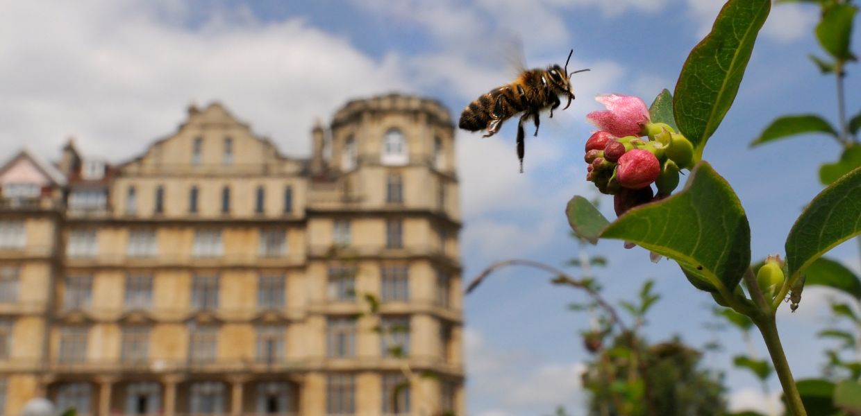WWF, torna "Urban Nature: la festa della natura in città"