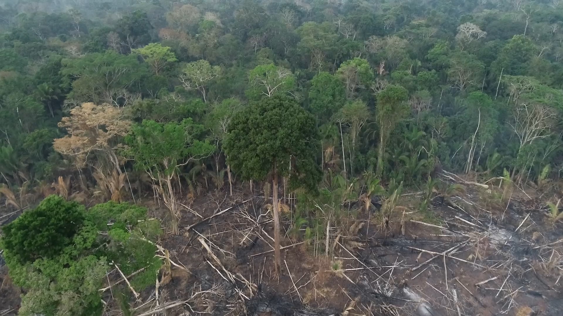 Ue vuole depotenziare il regolamento Ue sulla deforestazione per guadagno politico"
