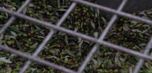Castel Ritaldi (Pg), Frantotipico olio nuovo e sapori autentici, olive in frantoio