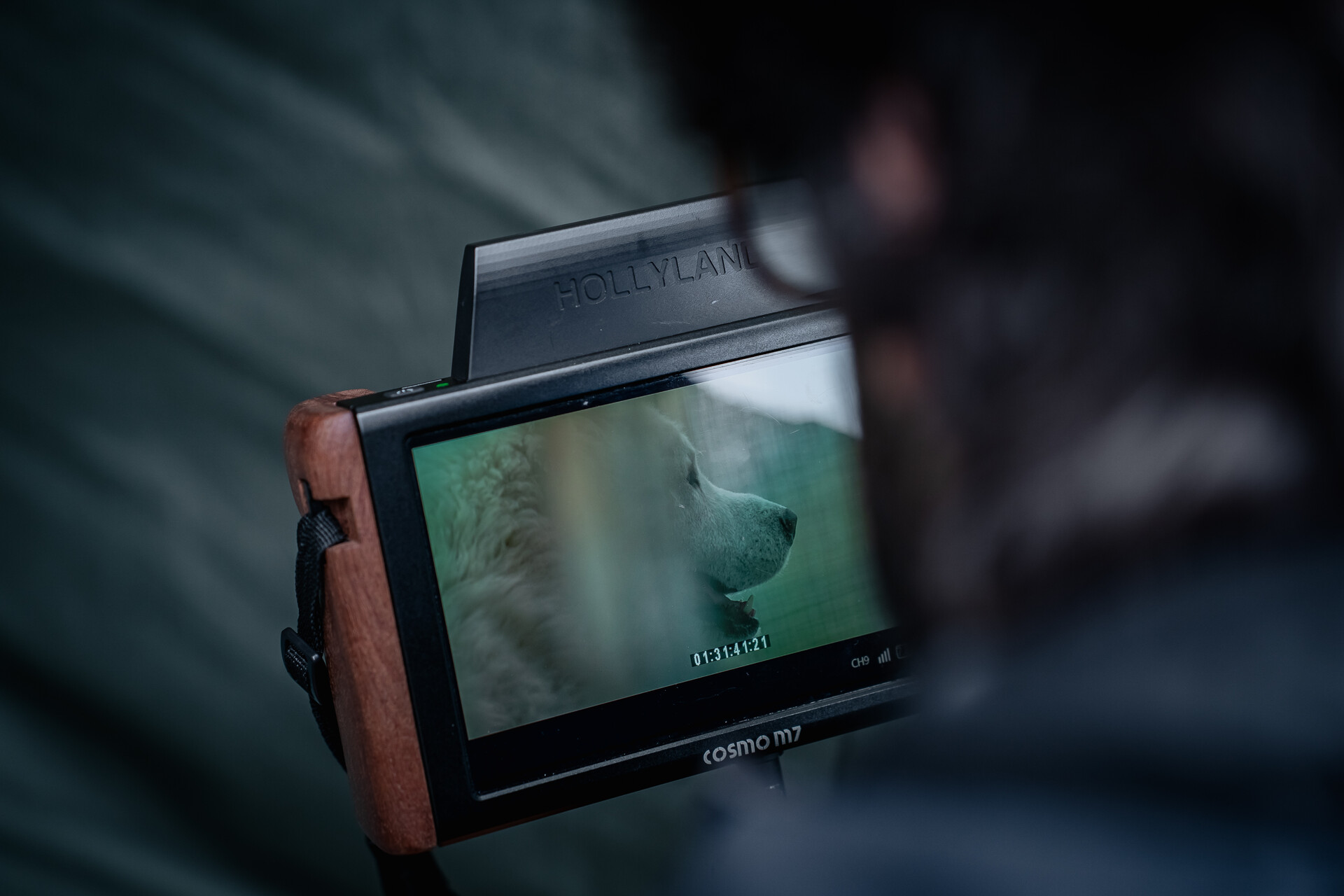 "My Soul", al cinema il video della LAV per le adozioni nei canili