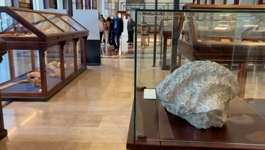 “Animali, Vegetali, Rocce e Minerali: le Collezioni ISPRA” al Museo delle Civiltà