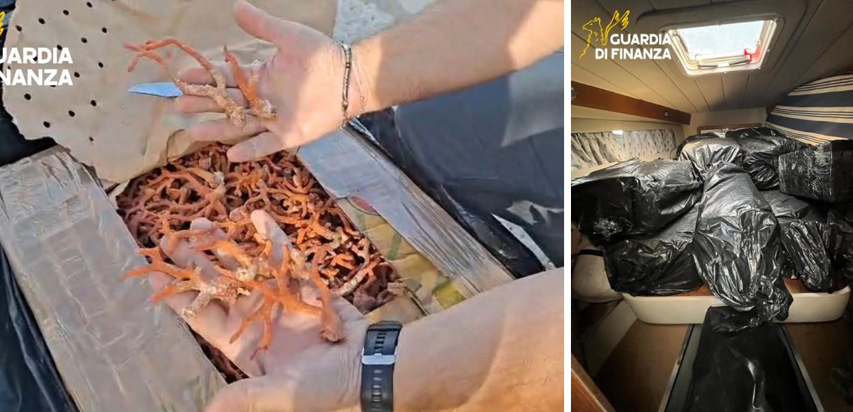 corallo rosso sequestro