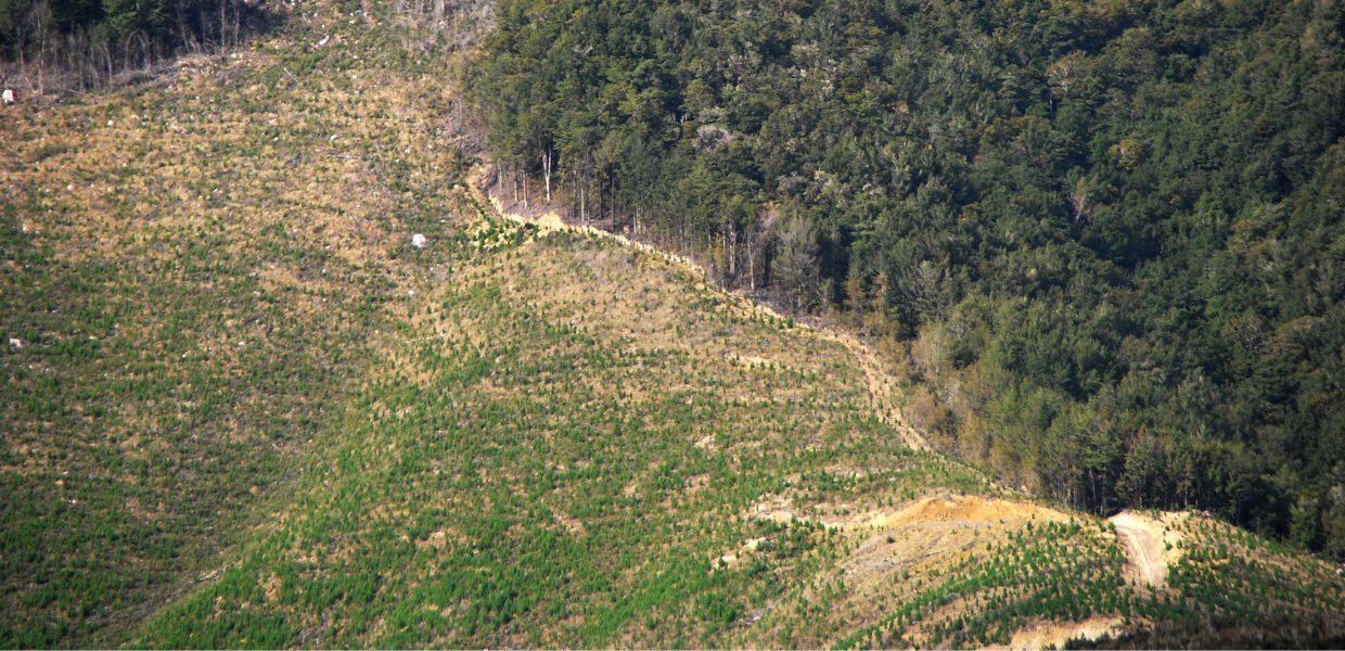 deforestazione cop30 investitori