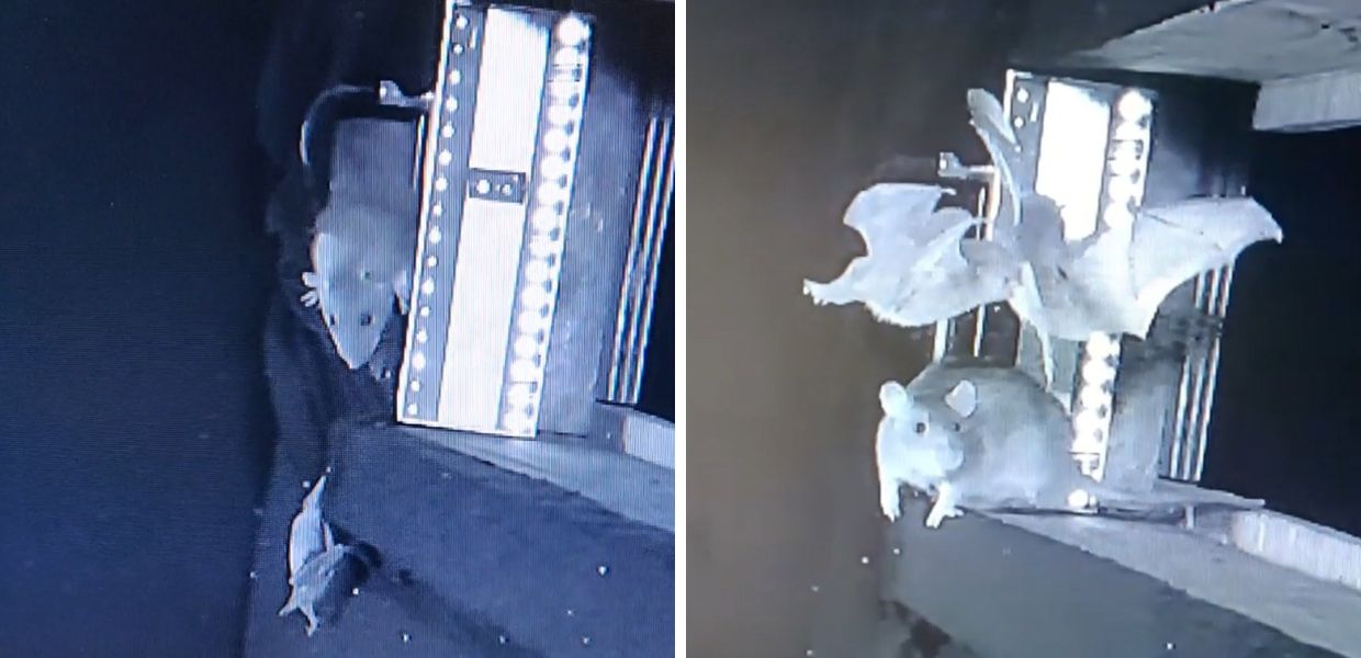 Scienza, ecco come i ratti cacciano i pipistrelli in volo | VIDEO