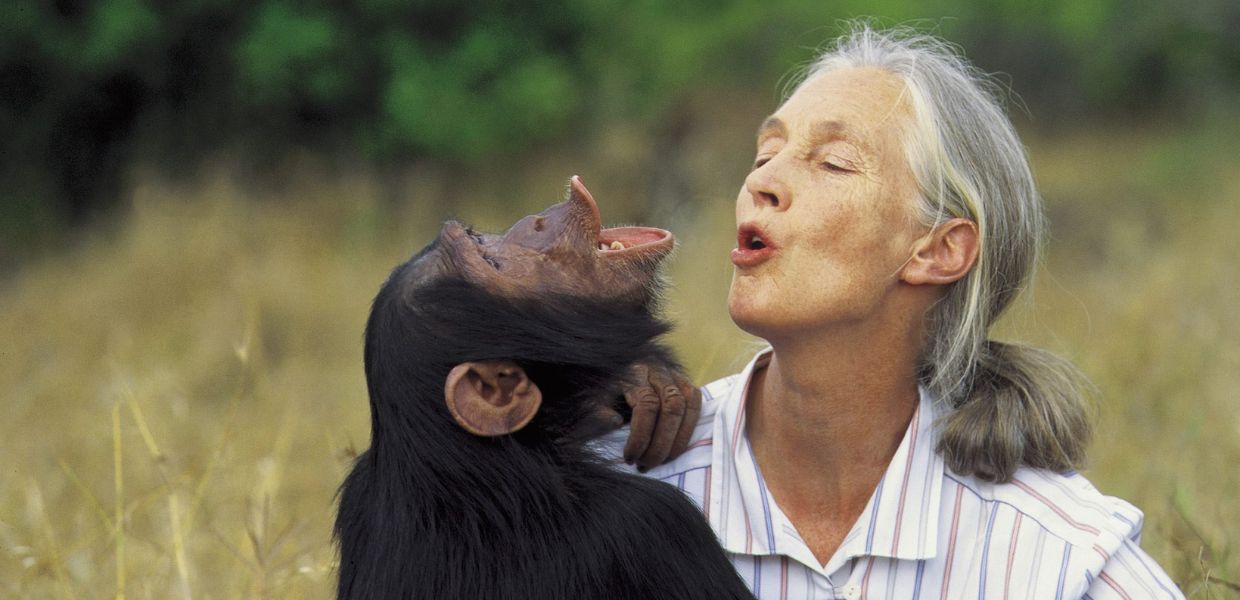 Addio a Jane Goodall, la mamma degli scimpanzé muore a 91 anni