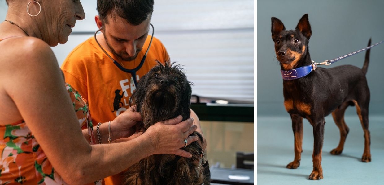 Roma, l'ambulatorio veterinario sociale di LAV compie un anno