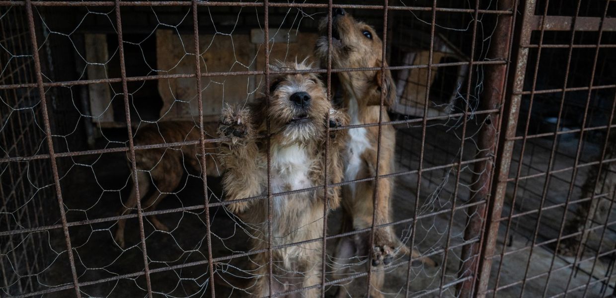 Rinchiusi in gabbia e immersi nella sporcizia: ecco come vivono i cani dei cacciatori
