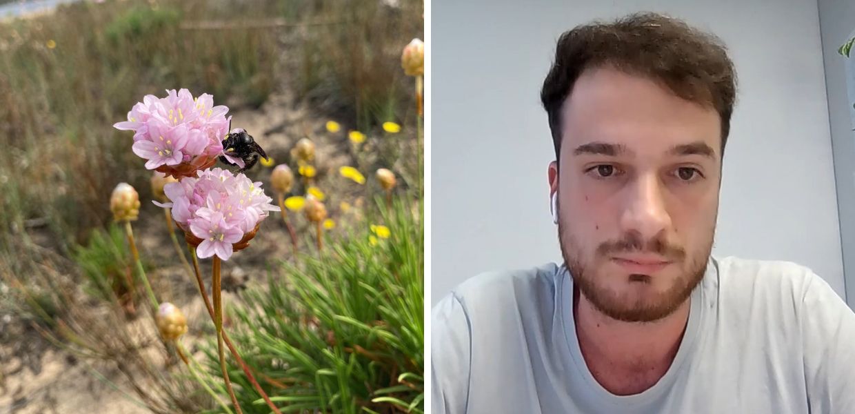 Sardegna, scoperta una nuova specie di ape selvatica