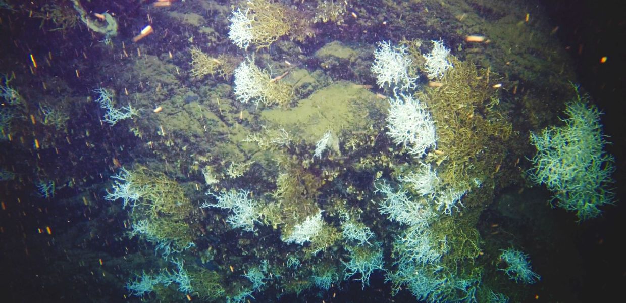 Scienza, il Golfo di Napoli svela una scogliera corallina | VIDEO