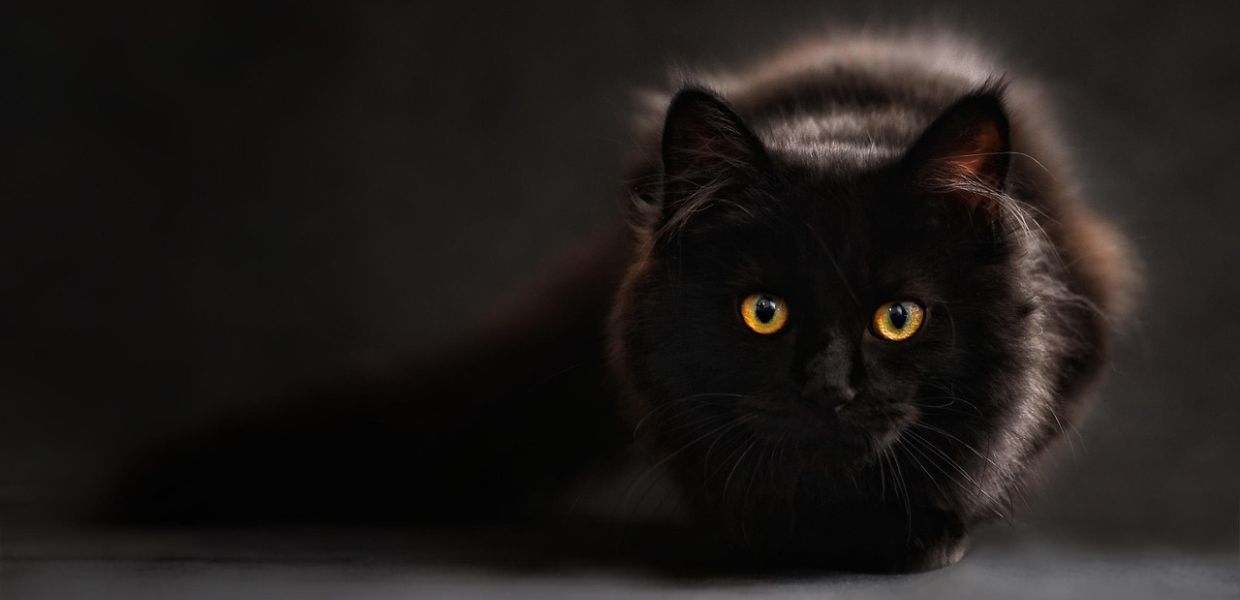 Halloween, stop all'adozione dei gatti neri in Spagna. Ecco perché