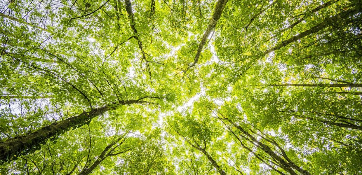 A Ecomondo presentato l'Atlante delle Foreste