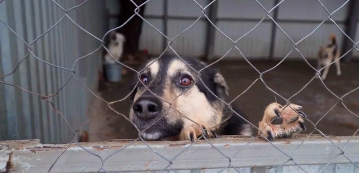 Animali, a novembre ‘Canili Aperti’ per contrastare l’abbandono e favorire le adozioni