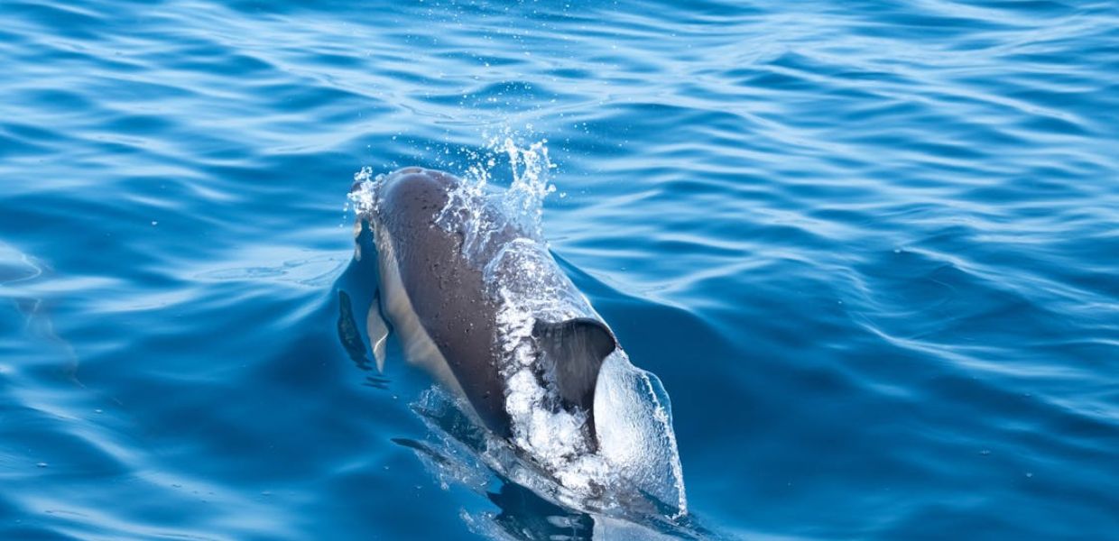 COP30, Marevivo Dalla foresta all'oceano, la crisi climatica si contrasta con il mare