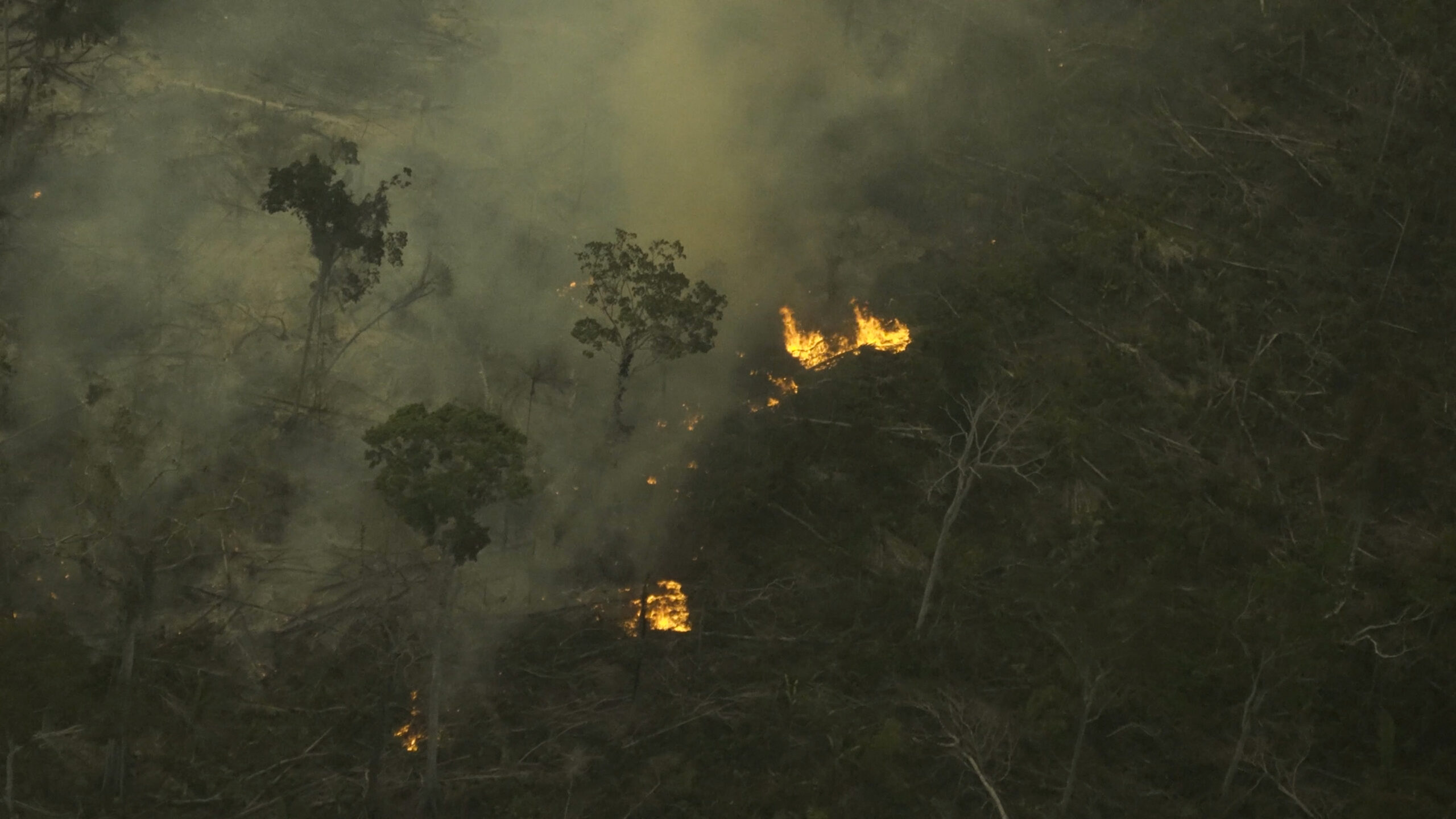 Greenpeace: "In Amazzonia aria più inquinata che nelle megalopoli a causa dell'industria della carne"