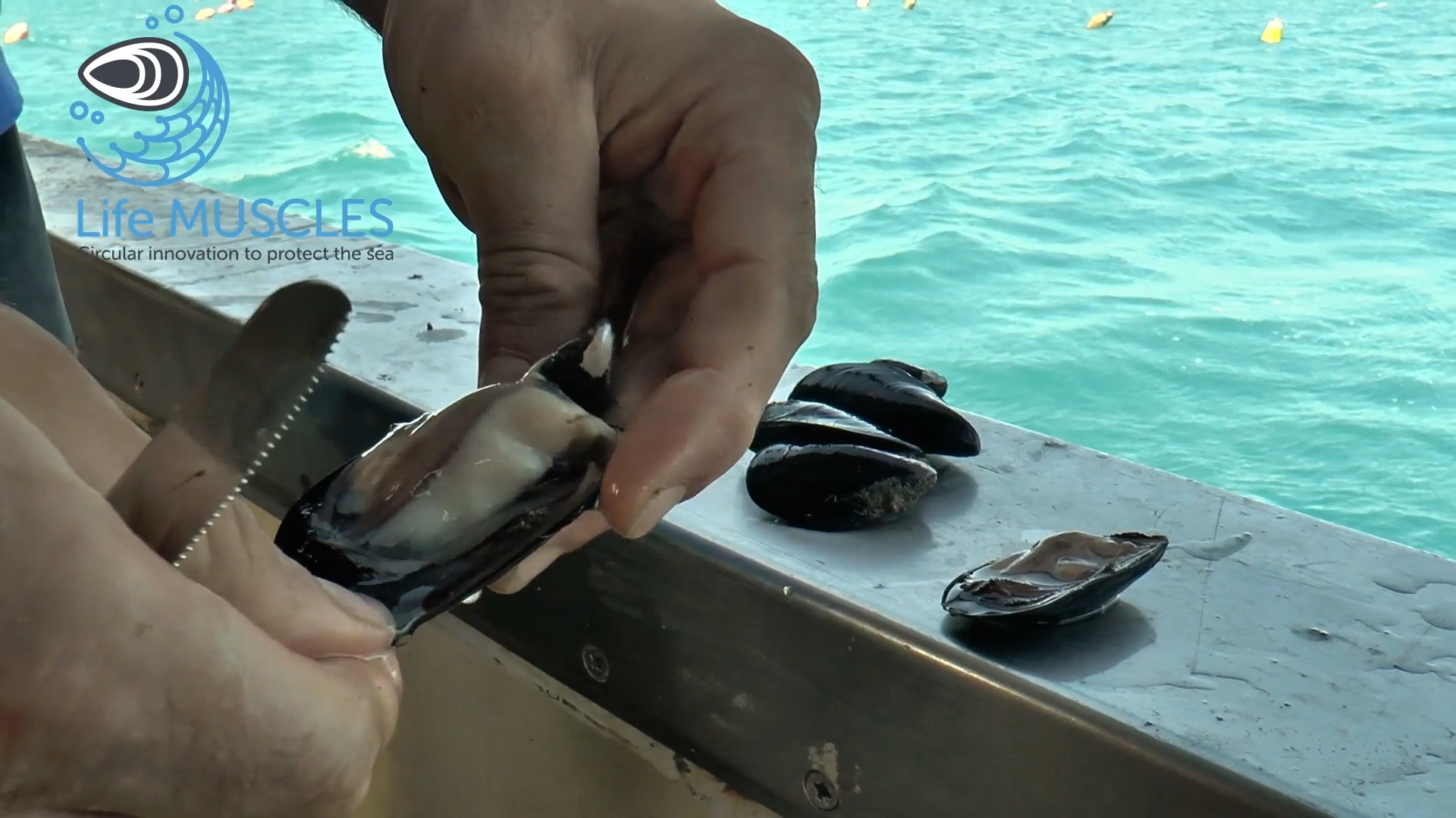 Life Muscles, l'allevamento delle cozze diventa sostenibile, già 100 tonnellate di calze trattate