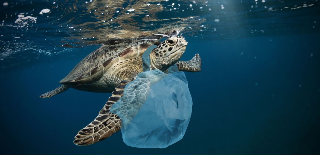 Inquinamento da plastica, uno studio rivela qual è la dose letale per la fauna marina