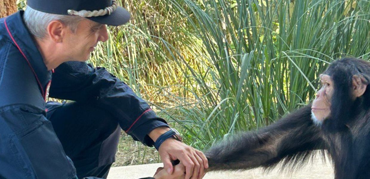 Aveva un scimpanzé in casa legato a una catena. L'animale, tra le specie pericolose per la salute e l'incolumità pubblica, ad alto rischio estinzione, è stato sequestrato dai Carabinieri nel Siracusano.