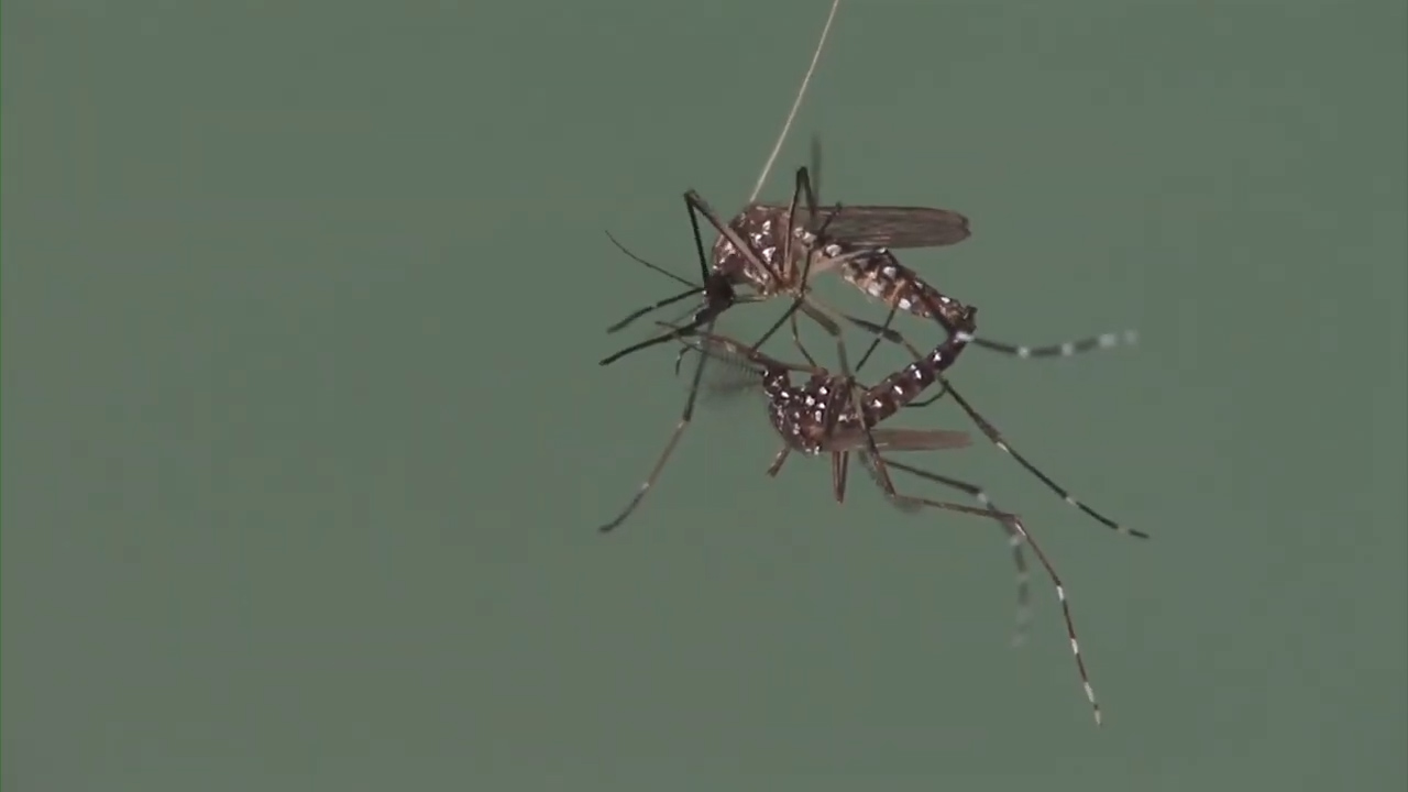 Zanzare fino a Natale? SIMA: "Probabile se le temperature non scendono bruscamente"