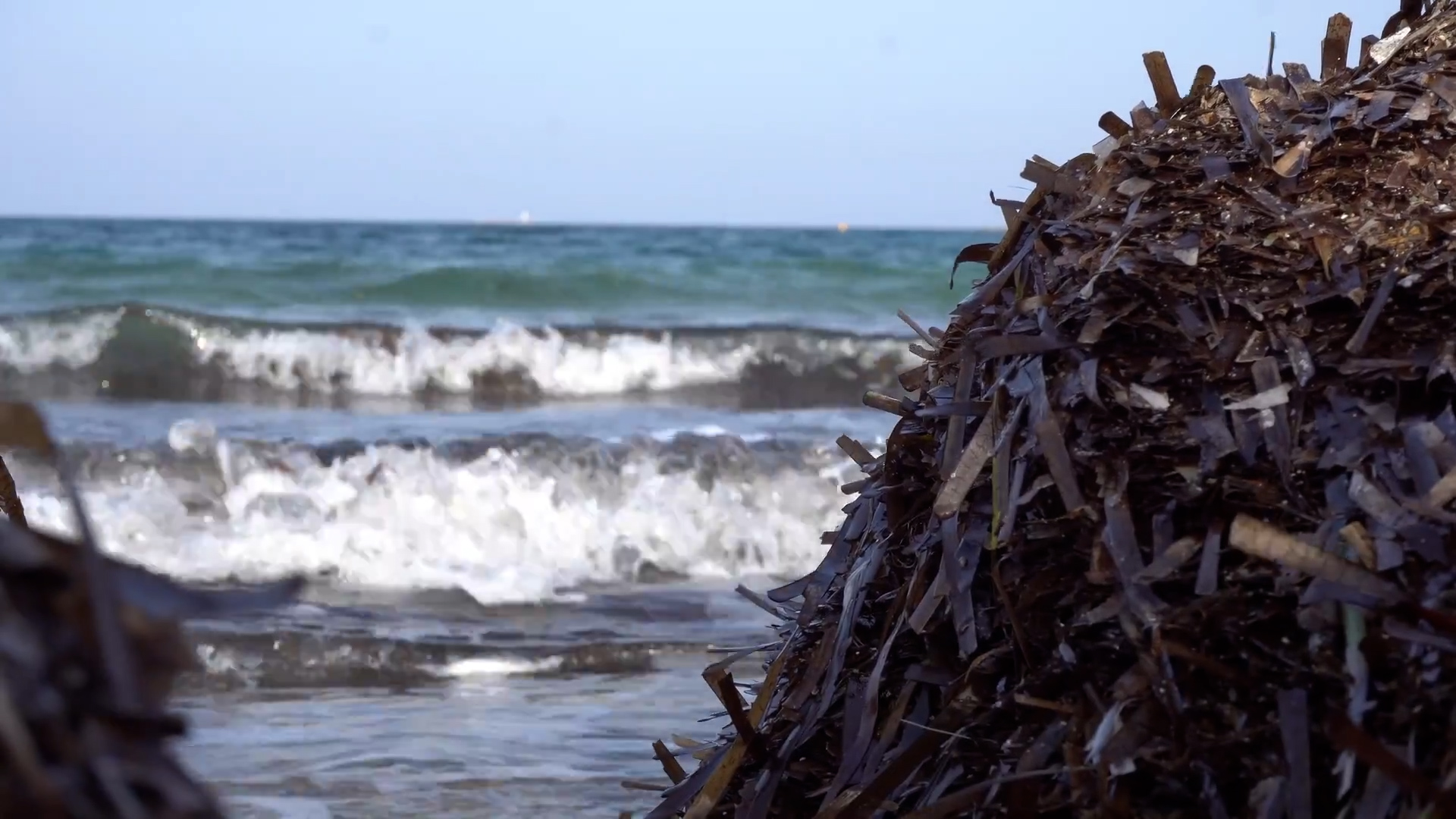 ISPRA, LIFE SeaForest consentirà di evitare oltre 5mila tonnellate di CO2