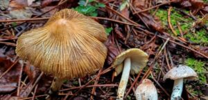 Umbria, scoperte due nuove specie di funghi: 'Pseudosperma cupreum' e 'Pseudosperma franchettii' 1 Umbria, scoperte due nuove specie di funghi 'Pseudosperma cupreum' e 'Pseudosperma franchettii', foto Pseudosperma Franchetii