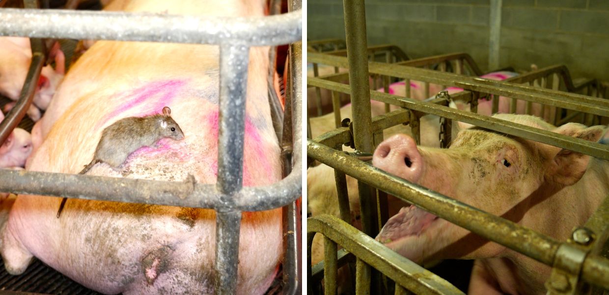 Maiali feriti e circondati da ratti: l'inchiesta di Greenpeace Italia negli allevamenti intensivi