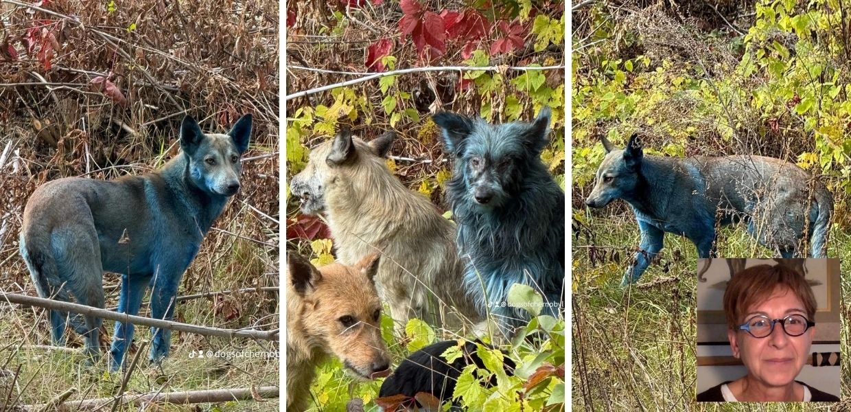 Chernobyl, cani col manto blu: realtà o fake news?
