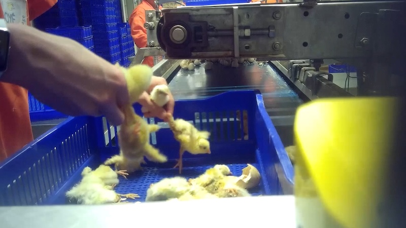 Orrore in Francia, pulcini maschi triturati vivi in uno stabilimento