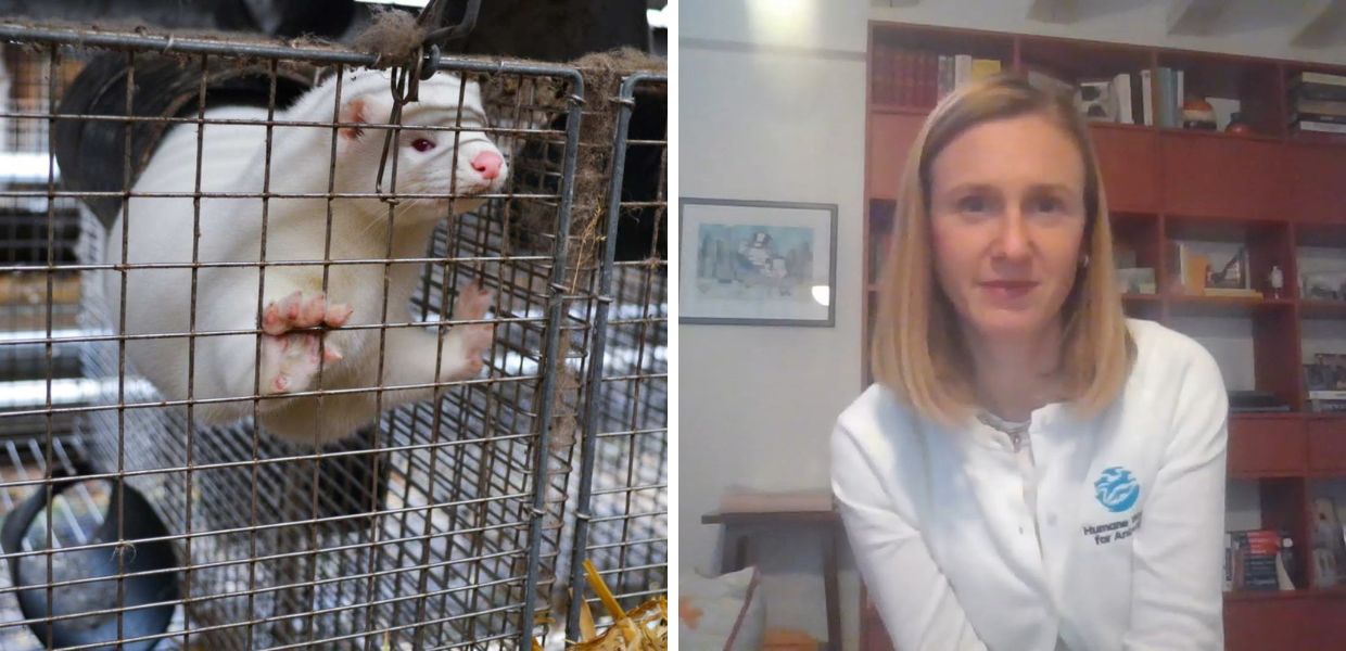 Humane World for Animals, Pluda: "Ecco le nostre battaglie storiche in Italia"