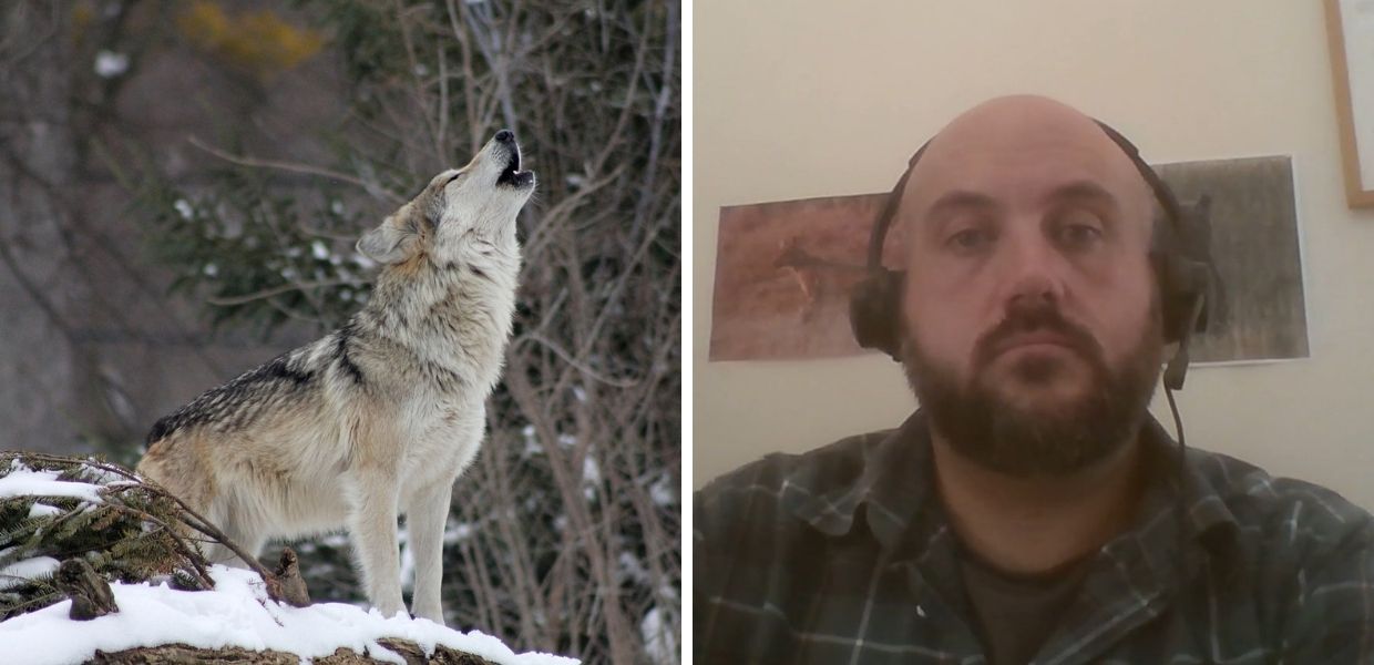 Animali, ecco le buone pratiche per una convivenza con il lupo