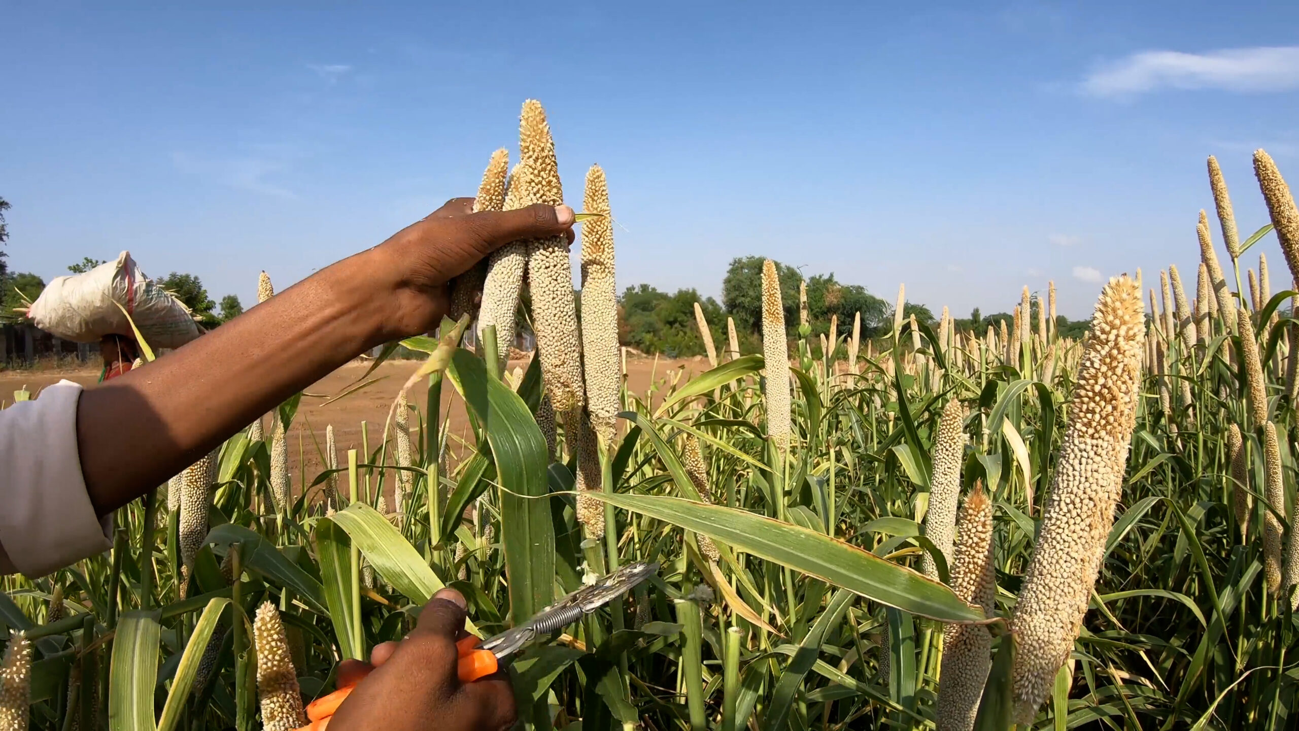 NGT, il mondo del biologico chiede no a deregolamentazione: "Rischio ambientale"