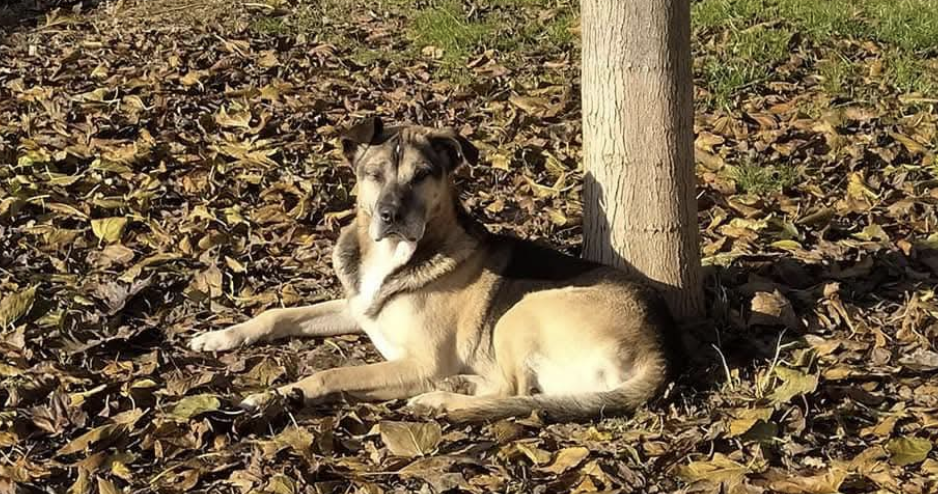 Firenze, il cane Nero è la prima vittima dei botti di Capodanno 2026