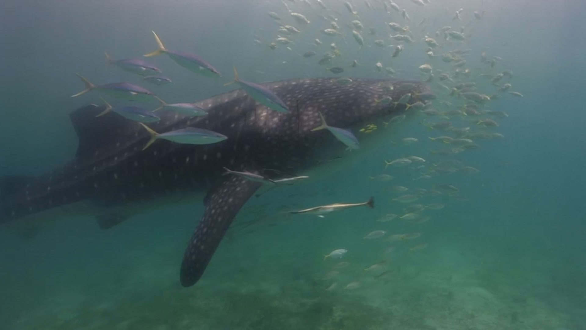 WWF, le 5 buone notizie dal mondo per l'ambiente del 2025