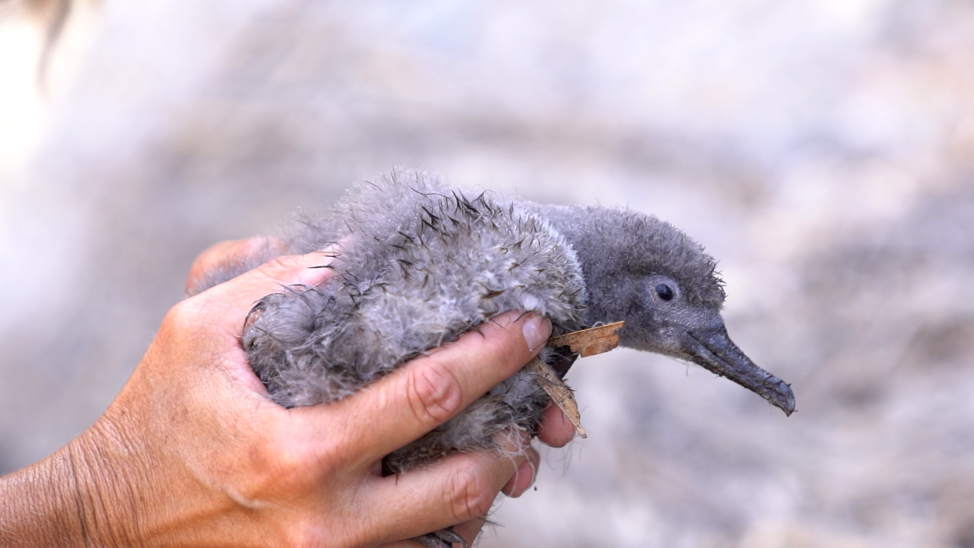 Life Sea.Net, nuova governance del mare capace di proteggere la biodiversità