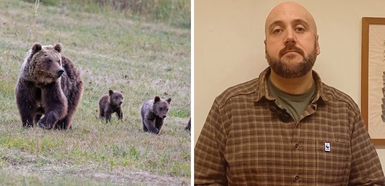 Ecco perché l'orso bruno marsicano è sempre più confidente
