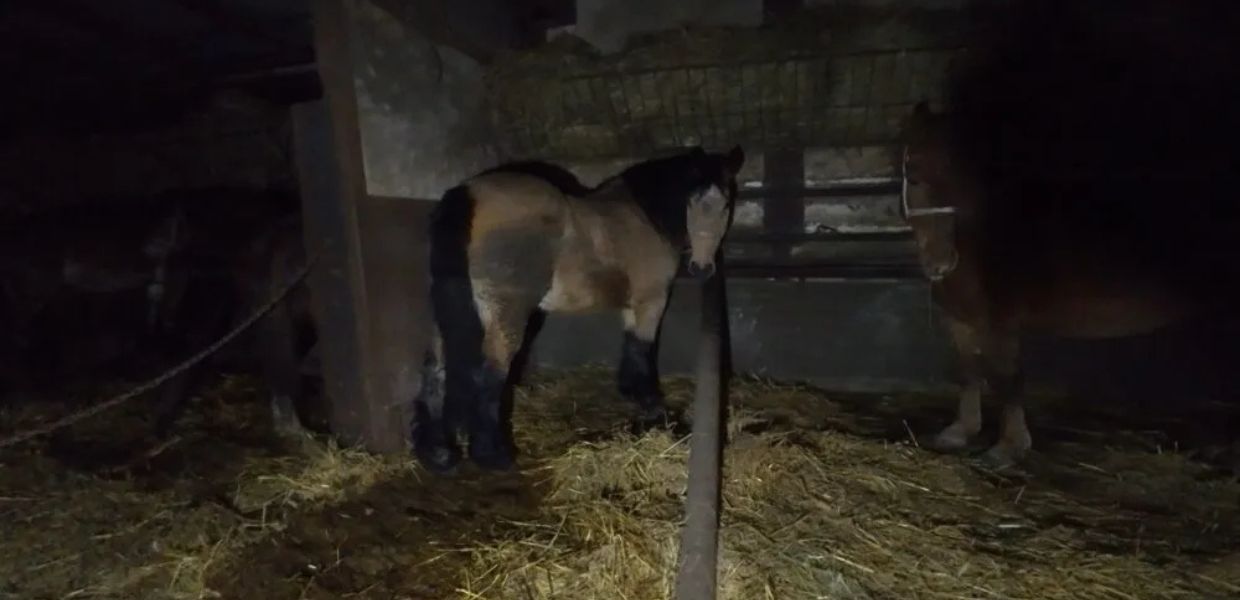 Emilia-Romagna, inchiesta choc di Animal Equality in macello di cavalli | VIDEO