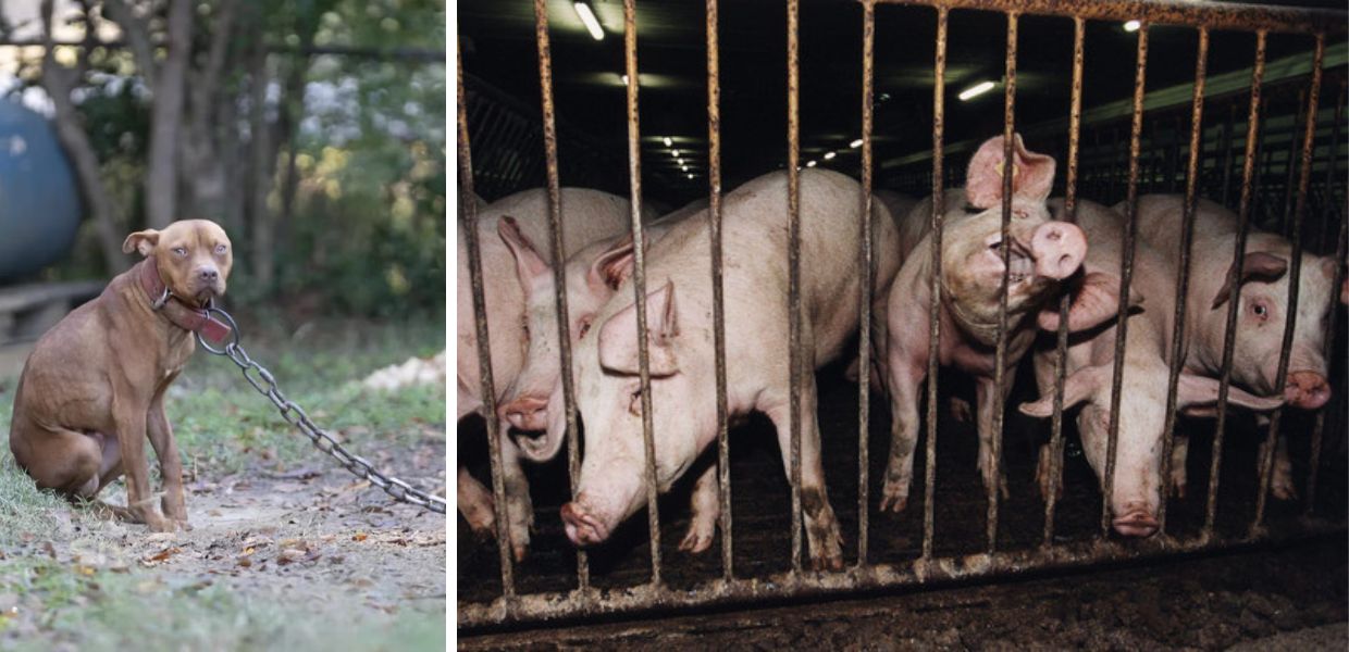 animali legge di bilancio fondo combattimenti cage free