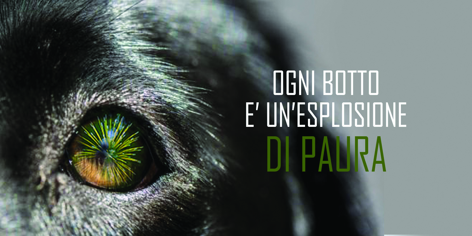 Animali e botti di fine anno, il decalogo di Oipa per proteggerli