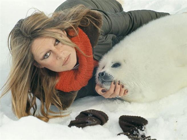 brigitte bardot et un phoqu 122693 0x440 kVyE U32303879794005xH 656x492@Corriere Web Sezioni