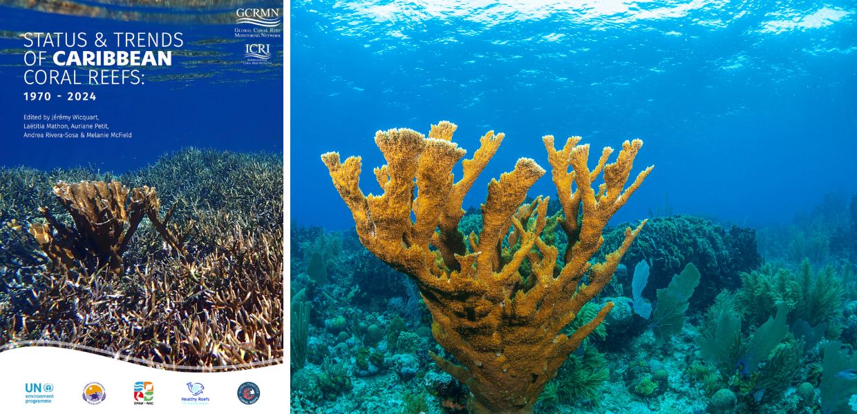 coralli caraibi allarme