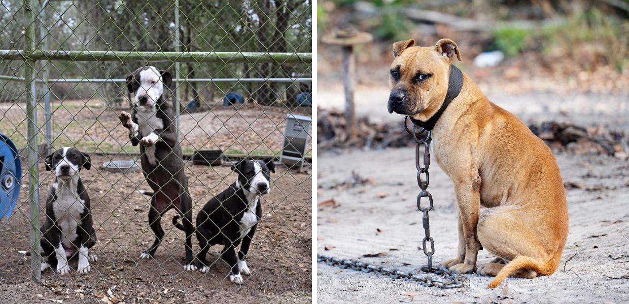 Florida, salvati oltre 80 cani da presunti combattimenti clandestini