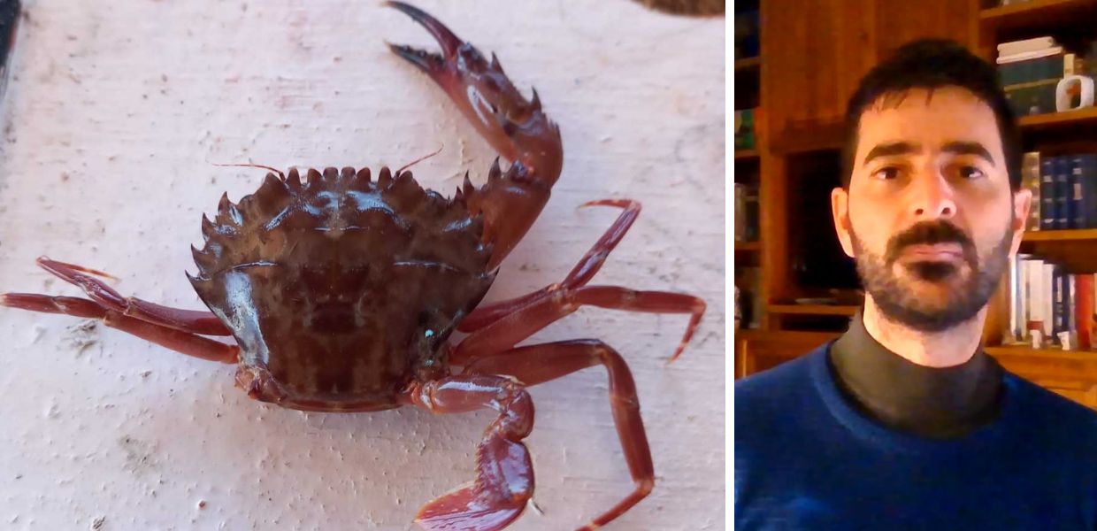 Arriva un nuovo alieno in Italia: ecco il granchio rosso. L'intervista al ricercatore Tiralongo